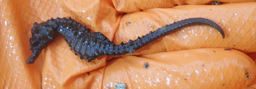 Rare Seahorse found in Fal fishery,  proof that sustainable oyster fishing has a bright future