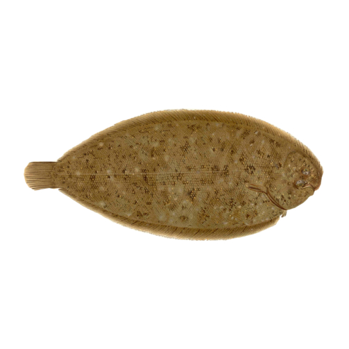 Sand Sole