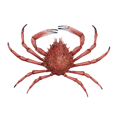 spider crab by Sarah McCartney