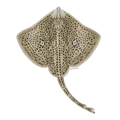 Spotted ray by Marc Dando