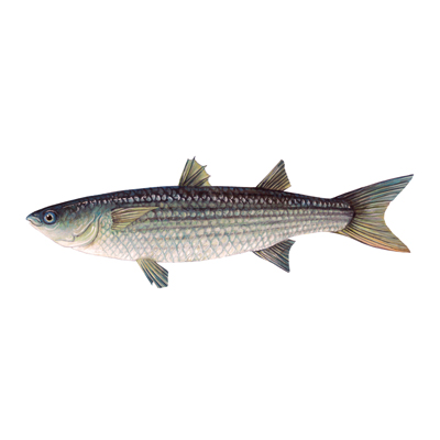 Thick lipped Grey mullet