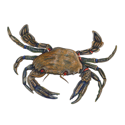 Velvet crab by Sarah McCartney
