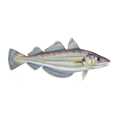Whiting by Marc Dando